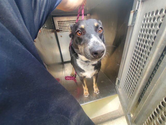 PUPPY - Australian Cattle Dog/Blue Heeler available for adoption