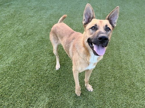 APOLLO - German Shepherd Dog available for adoption