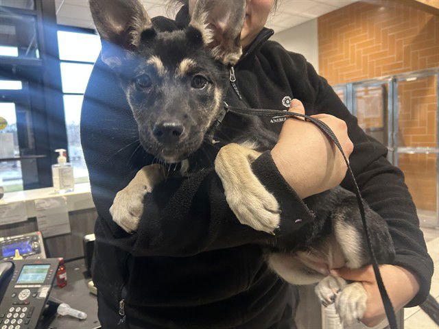 FLORENCIA - German Shepherd Dog available for adoption