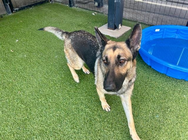 DAWN - German Shepherd Dog available for adoption