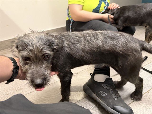 FINN - Irish Wolfhound / Schnauzer available for adoption