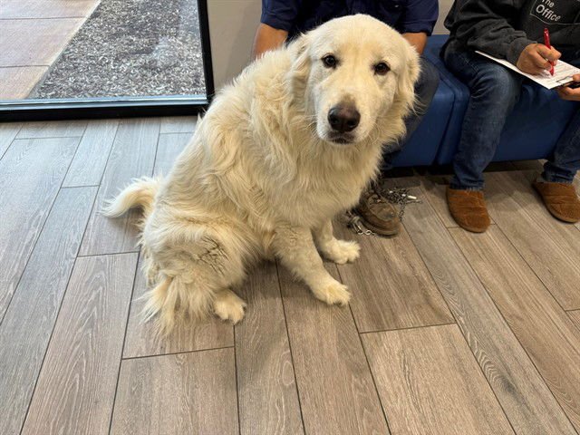 POLO - Great Pyrenees available for adoption