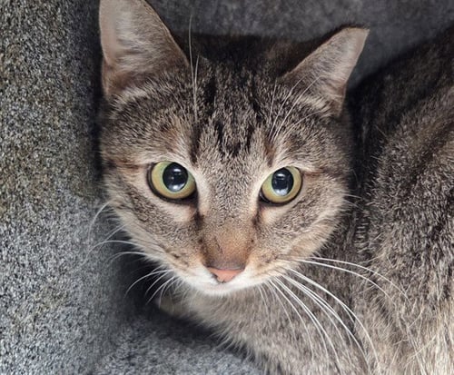 MUNCHKIN - Domestic Short Hair available for adoption