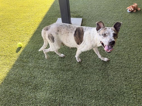 SKY - Pit Bull Terrier available for adoption