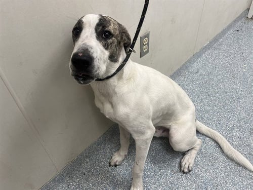 TRAVELER - Catahoula Leopard Dog available for adoption