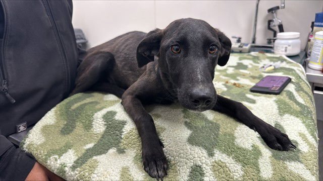 GHERKINS - Belgian Shepherd Malinois available for adoption