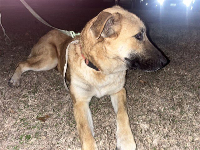 DAISY - German Shepherd Dog available for adoption