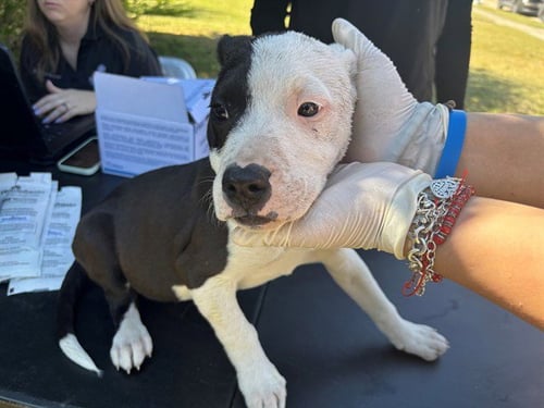 MANCHAS - Boxer / Pit Bull Terrier available for adoption