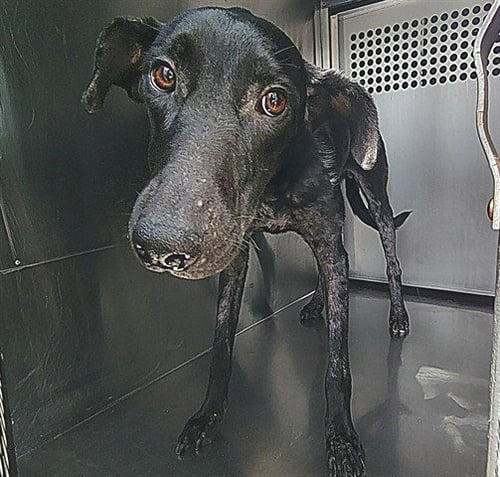 MARIPOSA - Greyhound available for adoption