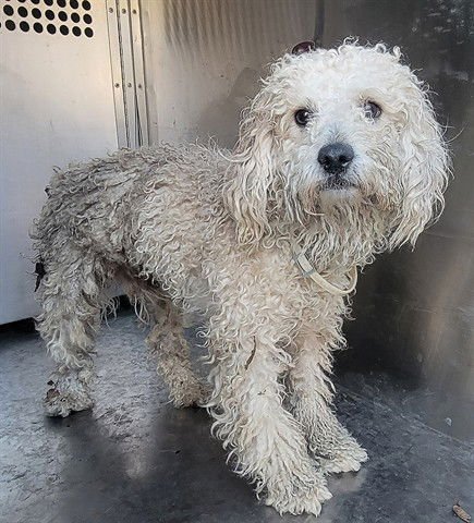 EL  AMOR - Poodle (Miniature) available for adoption