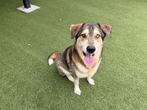 CANELO - Siberian Husky / German Shepherd Dog available for adoption