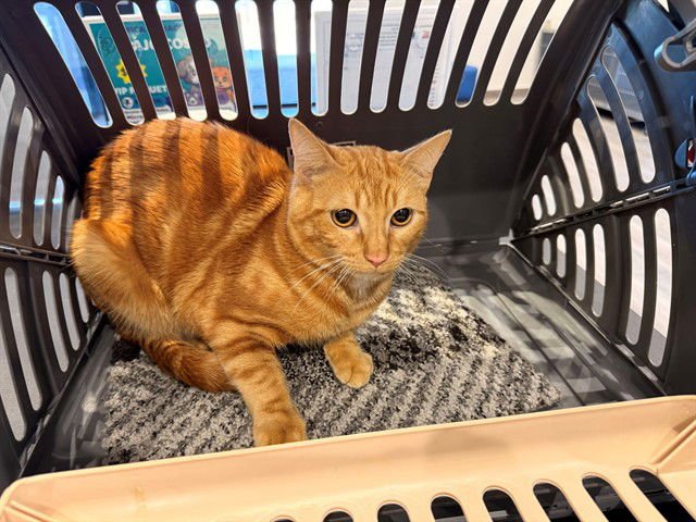 LEO - Domestic Short Hair available for adoption