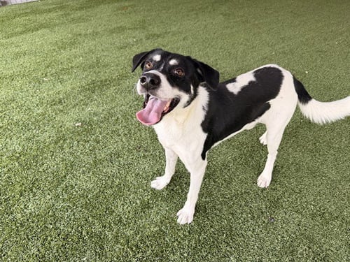 SMALL KIRK - Labrador Retriever available for adoption