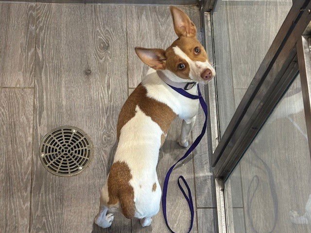 WINNIE - Chihuahua available for adoption