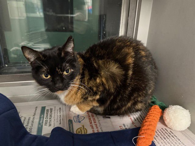 FERGIE - Domestic Short Hair available for adoption