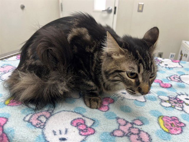 PATOOTIE - Domestic Medium Hair available for adoption