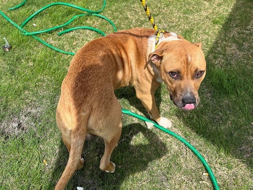 ACE - Pit Bull Terrier available for adoption