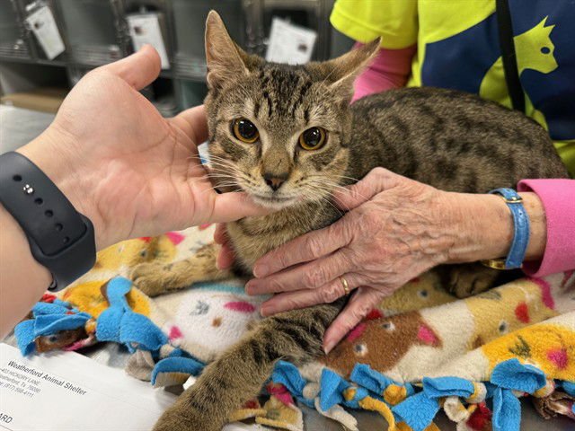 DAVID - Domestic Short Hair available for adoption