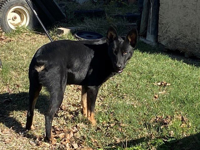 RICK - German Shepherd Dog available for adoption