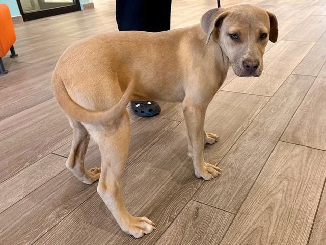 KIARA - Pit Bull Terrier available for adoption