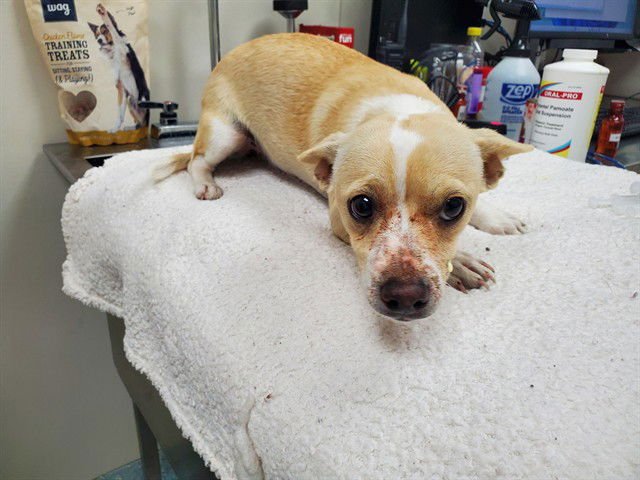 SUNDAY - Chihuahua available for adoption