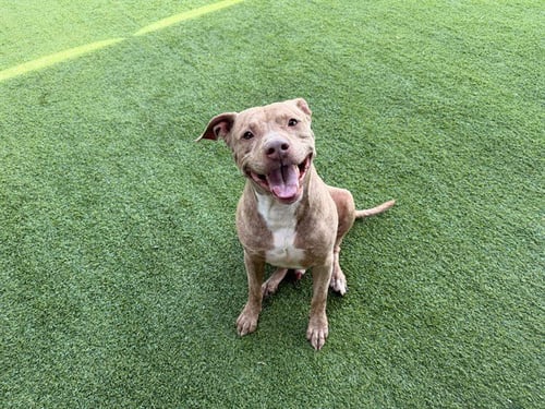 BLUE - American Pit Bull Terrier available for adoption