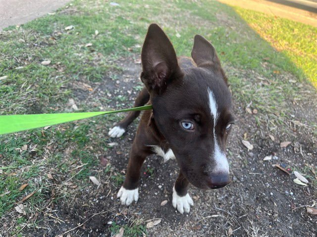 FANTASIA - Siberian Husky available for adoption