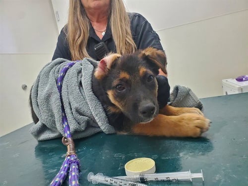 JESSIE - German Shepherd Dog available for adoption