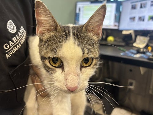 PALOMA - Domestic Short Hair for adoption in Garland
