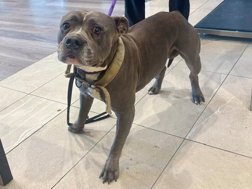 TOGO - Pit Bull Terrier available for adoption