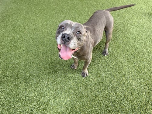 TOGO - Pit Bull Terrier available for adoption