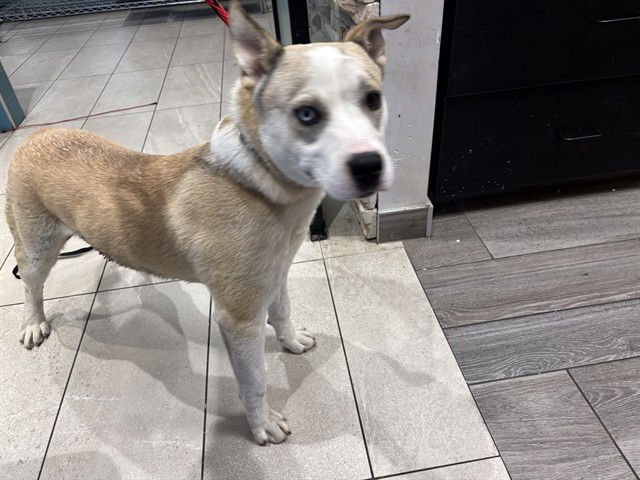 YUKON - Siberian Husky available for adoption