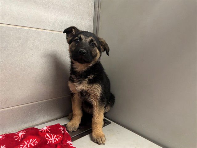 CARISSA - Belgian Shepherd Malinois / German Shepherd Dog available for adoption