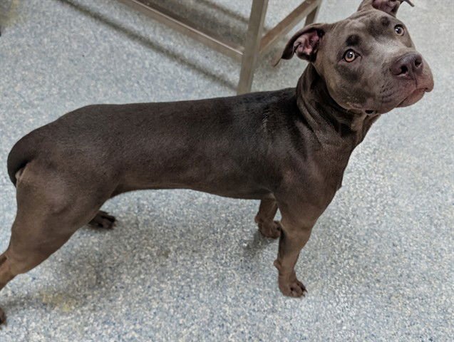 SUNNY - Pit Bull Terrier / Staffordshire Bull Terrier available for adoption