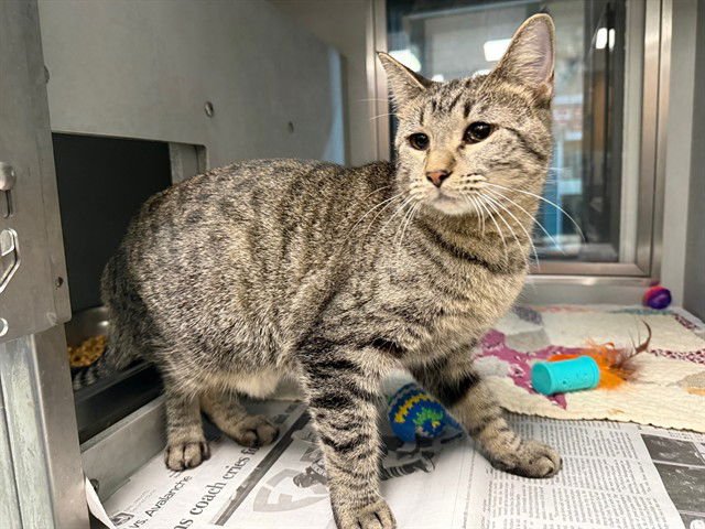 IVY - Domestic Short Hair available for adoption