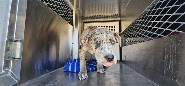 RAZZEL - American Staffordshire Terrier available for adoption