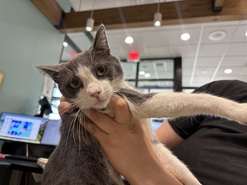 WHIRLPOOL - Domestic Short Hair for adoption in Garland