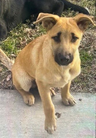 JAEGER - German Shepherd Dog available for adoption