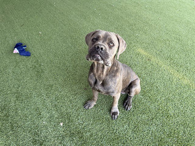 BLUTO Image