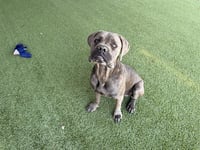 BLUTO - Photo 1