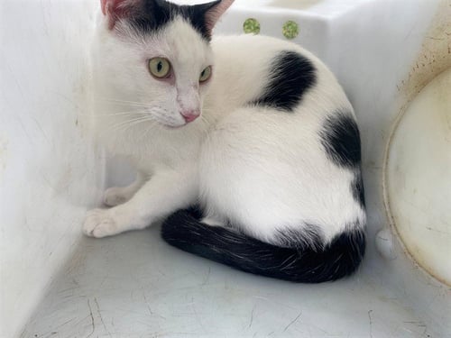 PIPPY - Domestic Short Hair available for adoption