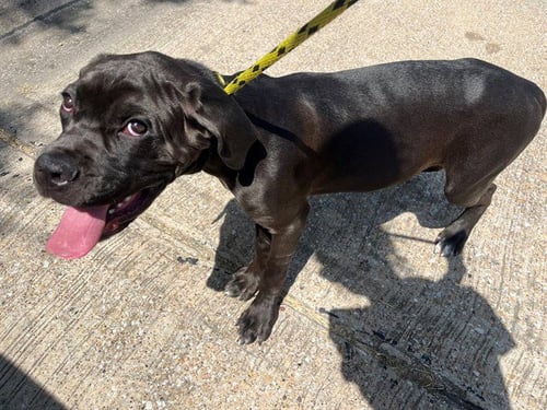 BOWSER - Cane Corso Mastiff available for adoption
