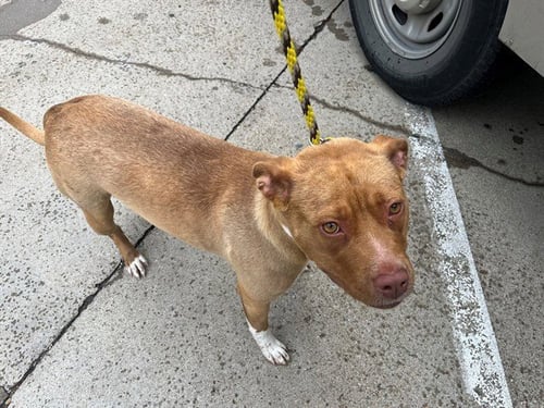 JENNY - Pit Bull Terrier available for adoption