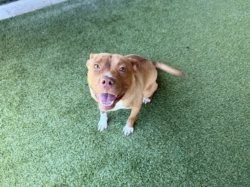 JENNY - Pit Bull Terrier available for adoption