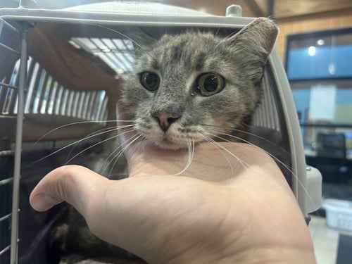 MOLLY - Domestic Medium Hair for adoption in Garland