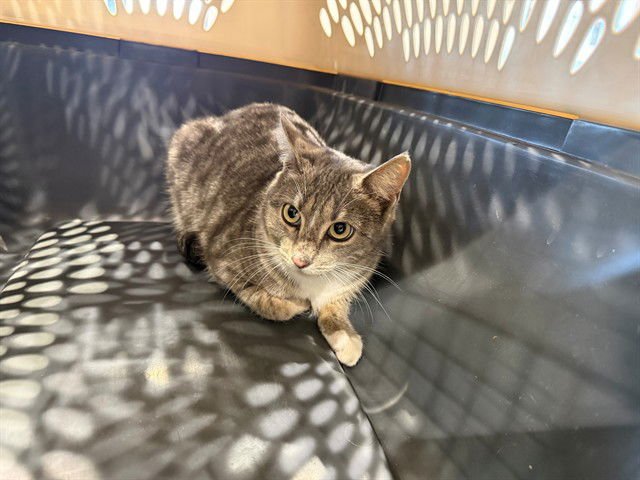 RITA - Domestic Short Hair available for adoption