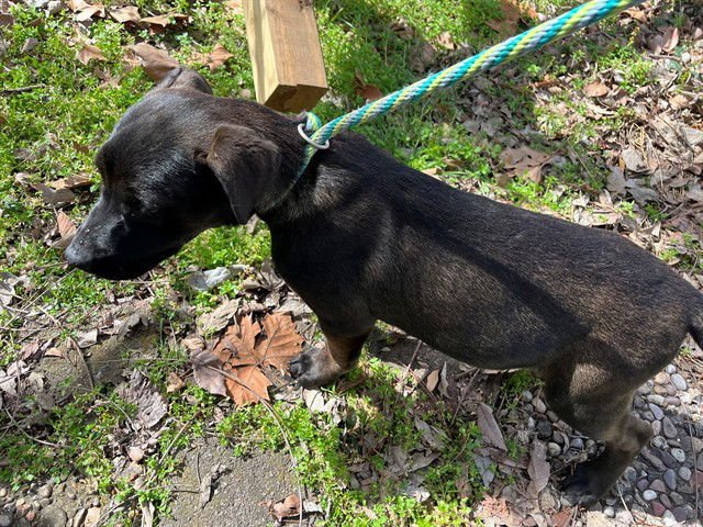 BIA - Pit Bull Terrier available for adoption