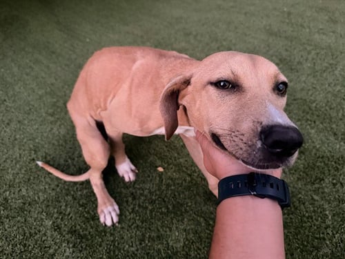 TAILS - Pit Bull Terrier available for adoption