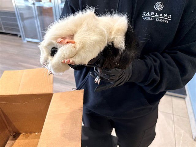 RONNIE - Guinea Pig available for adoption