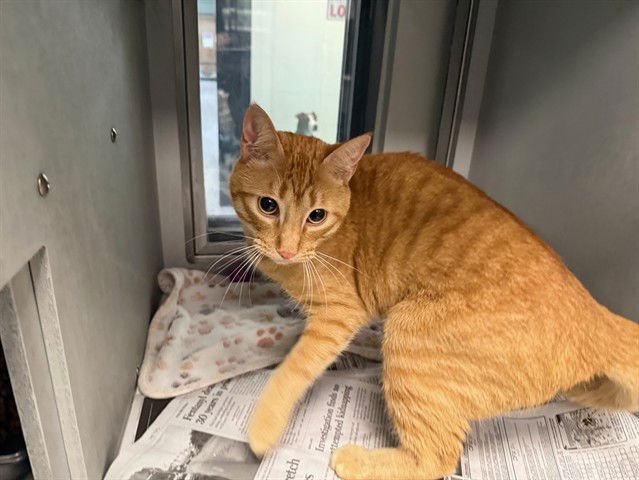 COLLIN - Domestic Short Hair available for adoption